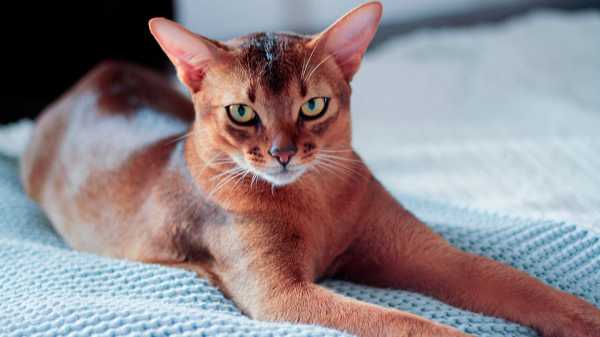 КЕСАРЕВО  СЕЧЕНИЕ 