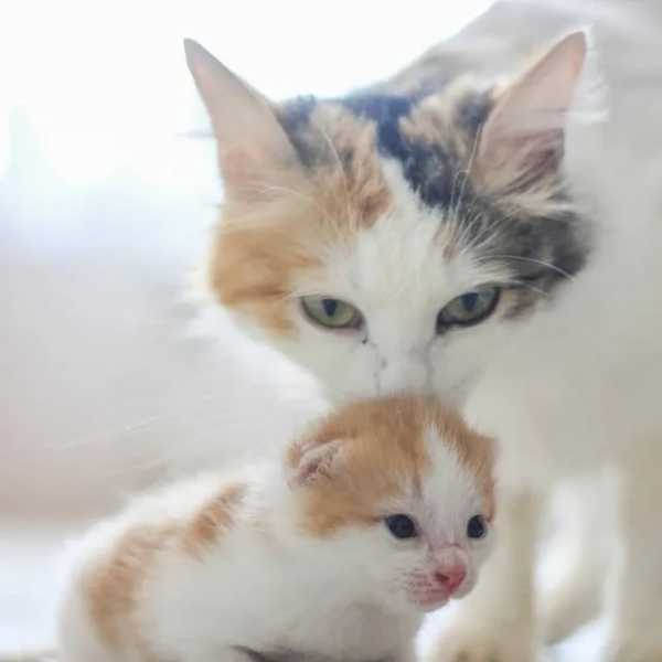 РОДОВСПОМОЖЕНИЕ (ИЗВЛЕЧЕНИЕ ПЛОДА ЧЕРЕЗ РОДОВЫЕ ПУТИ)