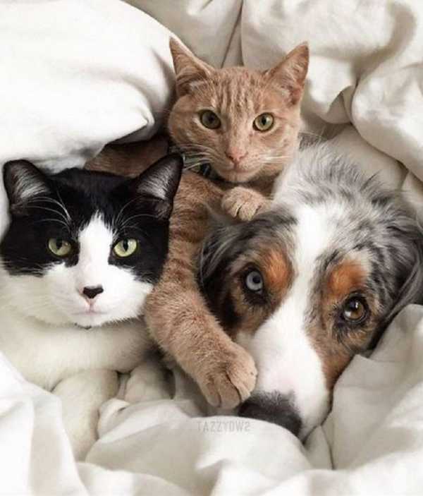 КАТЕТЕРИЗАЦИЯ МОЧЕВОГО ПУЗЫРЯ (МП)