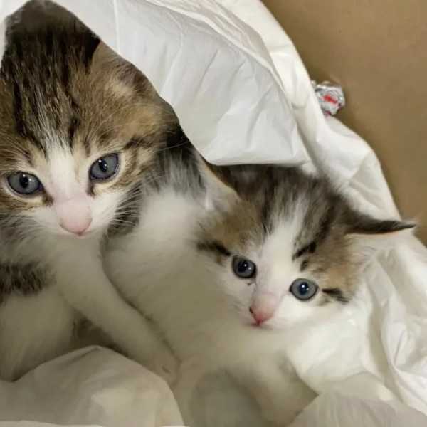 ЛЕЧЕНИЕ КОЖНЫХ БОЛЕЗНЕЙ СОБАК И КОШЕК