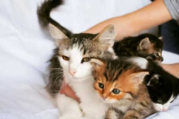 ЧИПИРОВАНИЕ СОБАКИ И КОШКИ В МИНСКЕ