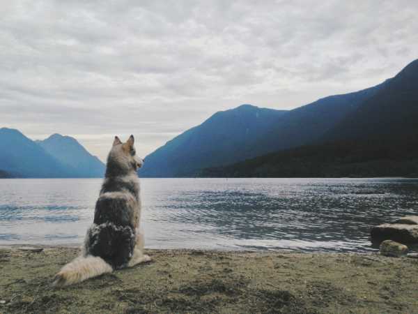 ЭВТАНАЗИЯ (УСЫПЛЕНИЕ) ЖИВОТНЫХ