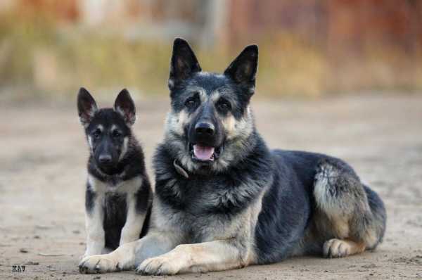 КАК НЕ ОШИБИТЬСЯ ПРИ ВЫБОРЕ ГОСТИНИЦЫ ДЛЯ СВОЕЙ СОБАКИ?