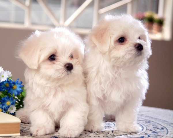 СКОЛЬКО ЖИВУТ СОБАКИ? ПРОДОЛЖИТЕЛЬНОСТЬ ЖИЗНИ СОБАК