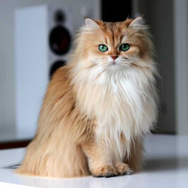 ПРИЧИНЫ ВЫПАДЕНИЯ ШЕРСТИ У КОТА