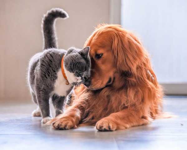 В КАКИХ СЛУЧАЯХ НЕОБХОДИМА ВЕТЕРИНАРНАЯ ПОМОЩЬ?