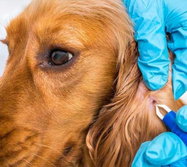 У СОБАКИ НАШЛИ КЛЕЩА. ЧТО ДЕЛАТЬ?