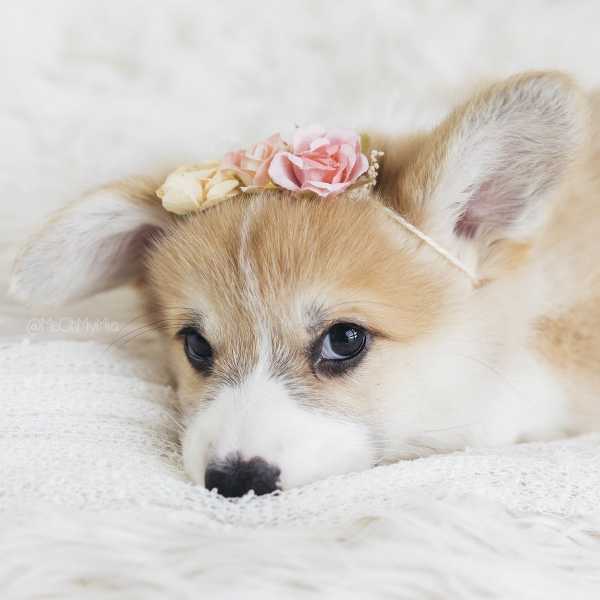 КАК ЗАЩИТИТЬ ЖИВОТНОЕ ОТ ГЛИСТОВ?