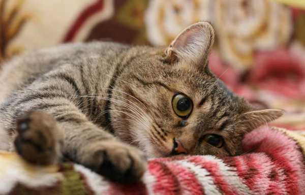 ДЕМОДЕКОЗ. СИМПТОМЫ И ЛЕЧЕНИЕ