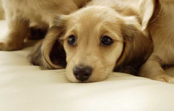 ПАРВОВИРУСНЫЙ ЭНТЕРИТ