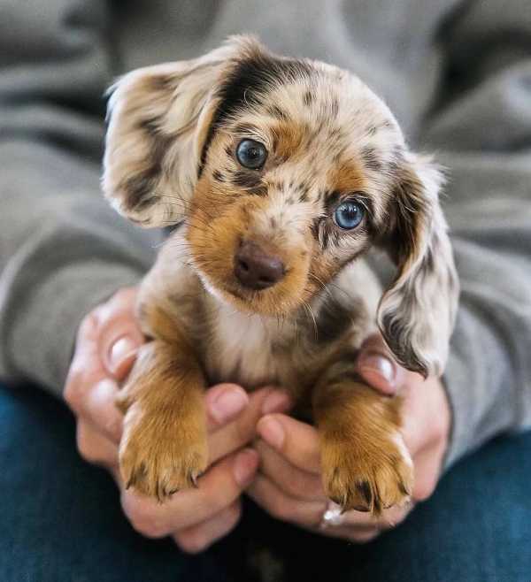 САХАРНЫЙ ДИАБЕТ У ЖИВОТНЫХ. СИМПТОМЫ И ЛЕЧЕНИЕ