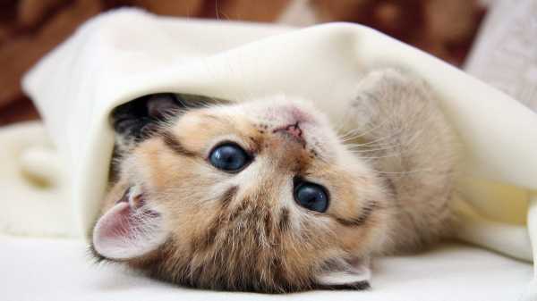 КОШКИ ЛЕЧАТ СВОИХ ХОЗЯЕВ