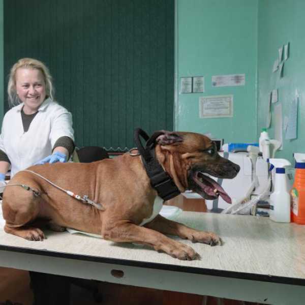 Вакцинация кошек и собак в Минске | Лучшая цена вакцинации в Серебрянке